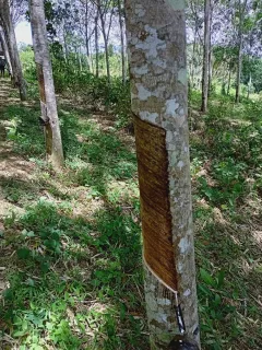 ที่ดิน คลองหอยโข่ง รูปที่ 4